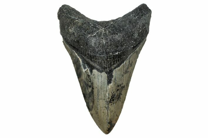 Serrated, Fossil Megalodon Tooth - North Carolina #344064